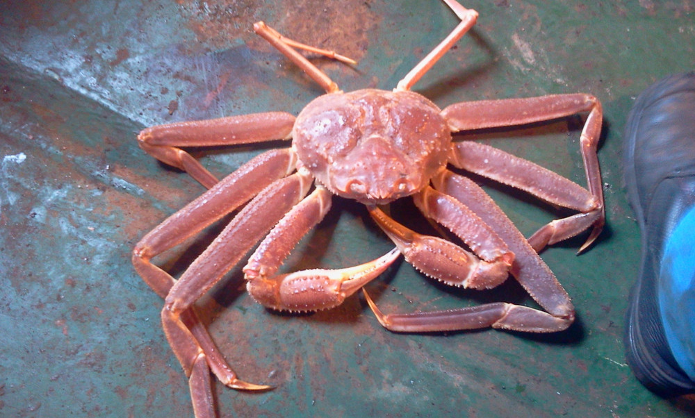 Crab: A Culinary Delight That Tops Restaurant Menus